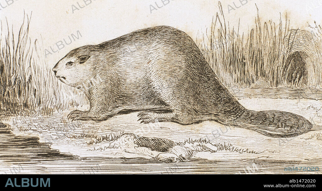 CASTOR. Mamífero roedor semiacuático originario de América del Norte y el norte de los continentes asiático y europeo. Grabado del año 1841. S. XIX.