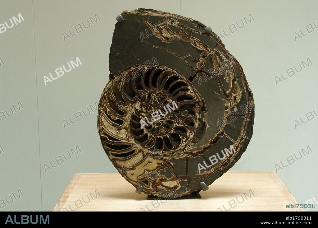 AMMONITES (Asteroceras stellare). Período Jurásico Inicial. Museo de Historia Natural. Londres. Inglaterra. Reino Unido.