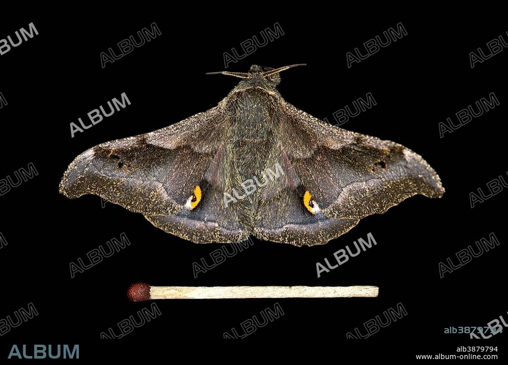 Ludia moth species (Ludia delegorguei), Oromia Region, Ethiopia, Africa.