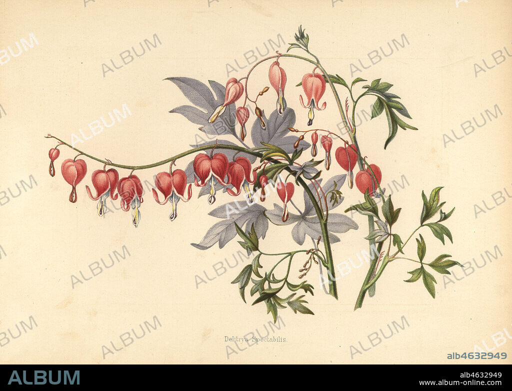 Asian bleeding heart, Lamprocapnos spectabilis (Delitrya spectabilis). Chromolithograph after a botanical drawing by Emily Eden from her Flowers from an Indian Garden: Second Series: Hope, Breidenbach & Co, Dusseldorf, 1860s. Eden was an English female aristocratic writer, novelist and traveler who accompanied her brother George in India from 1836 to 1842.