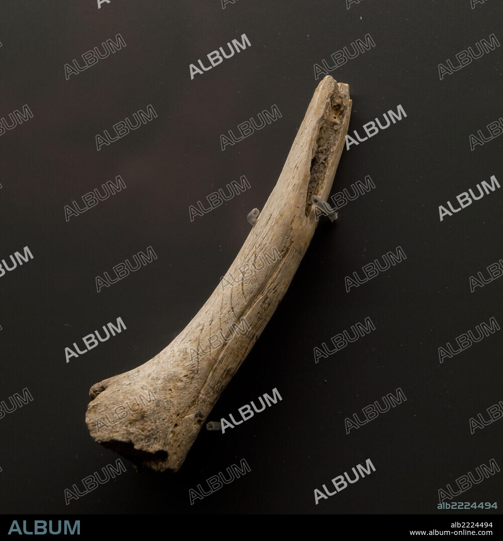 . .   . *** Local Caption *** MUSEO REGIONAL DE PREHISTORIA Y ARQUEOLOGIA DE CANTABRIA. COLGANTE FLAUTA DE LA CUEVA DEL PENDO (ESCOBEDO, CAMARGO).