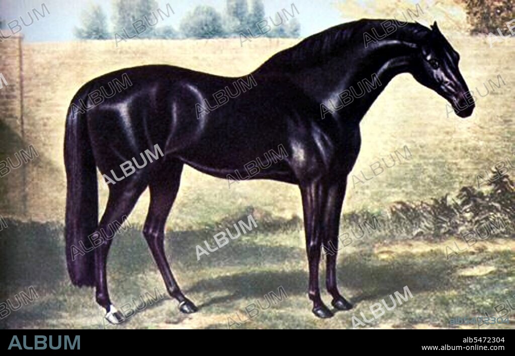 The Godolphin Arabian (c. 1724 – 1753), also known as the Godolphin Barb, was an Arabian horse who was one of three stallions that were the founders of the modern Thoroughbred horse racing bloodstock (the other two are the Darley Arabian and the Byerley Turk). He was given his name for his best-known owner, Francis Godolphin, 2nd Earl of Godolphin.