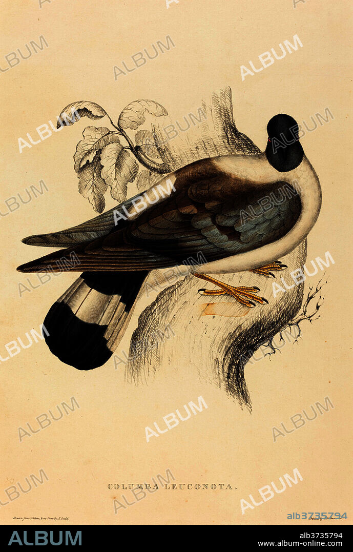 ELIZABETH GOULD. Columba Leuconota (Snow Pigeon). Medium: hand-colored lithograph.