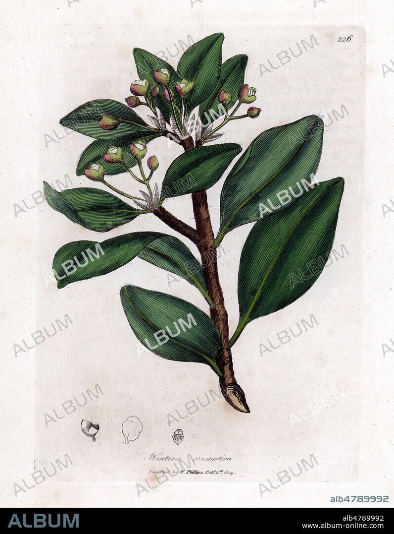 Flowers, leaves and stem of the Winter's bark tree, Wintera aromatica, Drimys winteri. Handcolored copperplate engraving from a botanical illustration by James Sowerby from William Woodville and Sir William Jackson Hooker's "Medical Botany" 1832. The tireless Sowerby (1757-1822) drew over 2,500 plants for Smith's mammoth "English Botany" (1790-1814) and 440 mushrooms for "Coloured Figures of English Fungi " (1797) among many other works. FLO/KHARBINE TAPABOR.