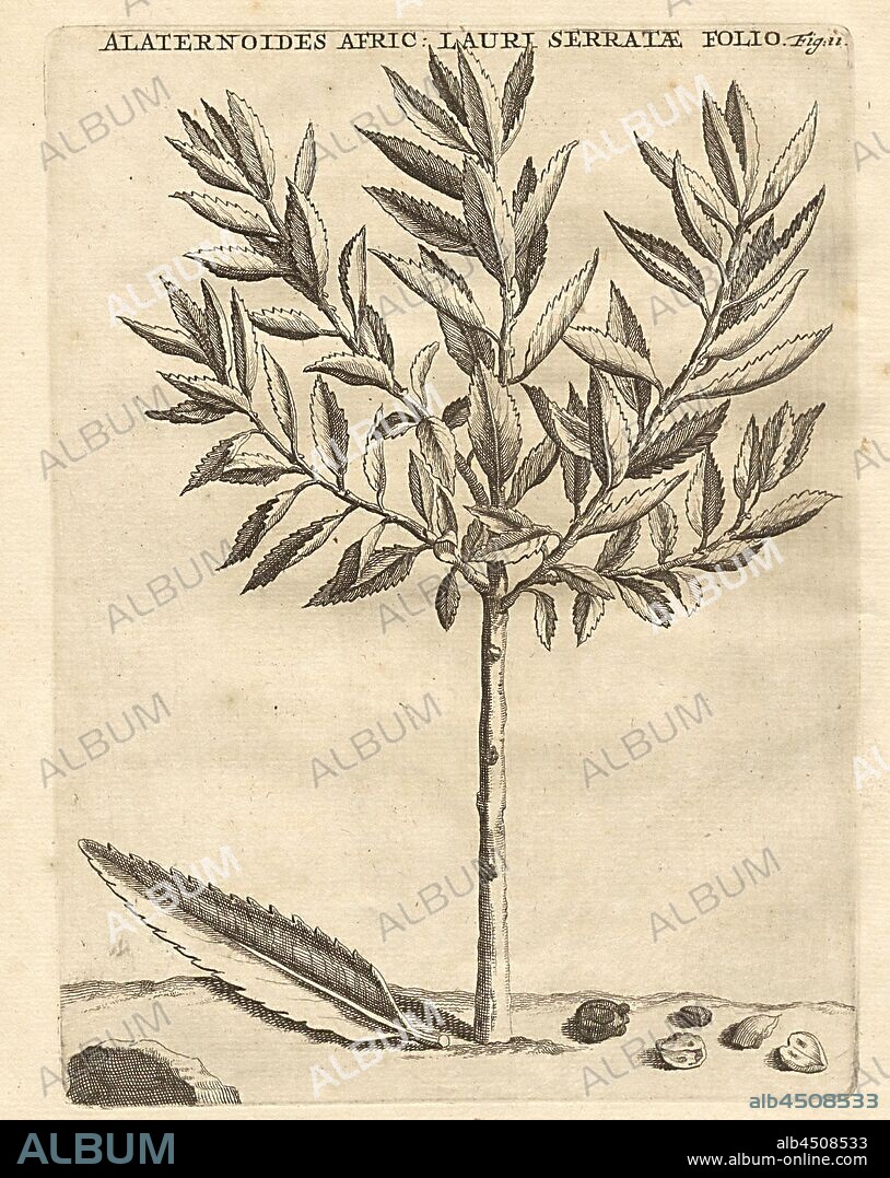 Alaternoides Africana lauri serratae folio, African Alaternoides with leaves, like the jagged laurel leaves, fig. 11, after p. 60, p. 96, 1703, Caspari Commelin ... Praeludia botanica ad publicas plantarum exoticarum demonstrationes, dicta in horto medico ... his accedunt plantarum rariorum et exoticarum in praeludiis botanicis recensitarum, icones & descriptiones. Lugduni Batavorum: apud Fredericum Haringh, 1703.