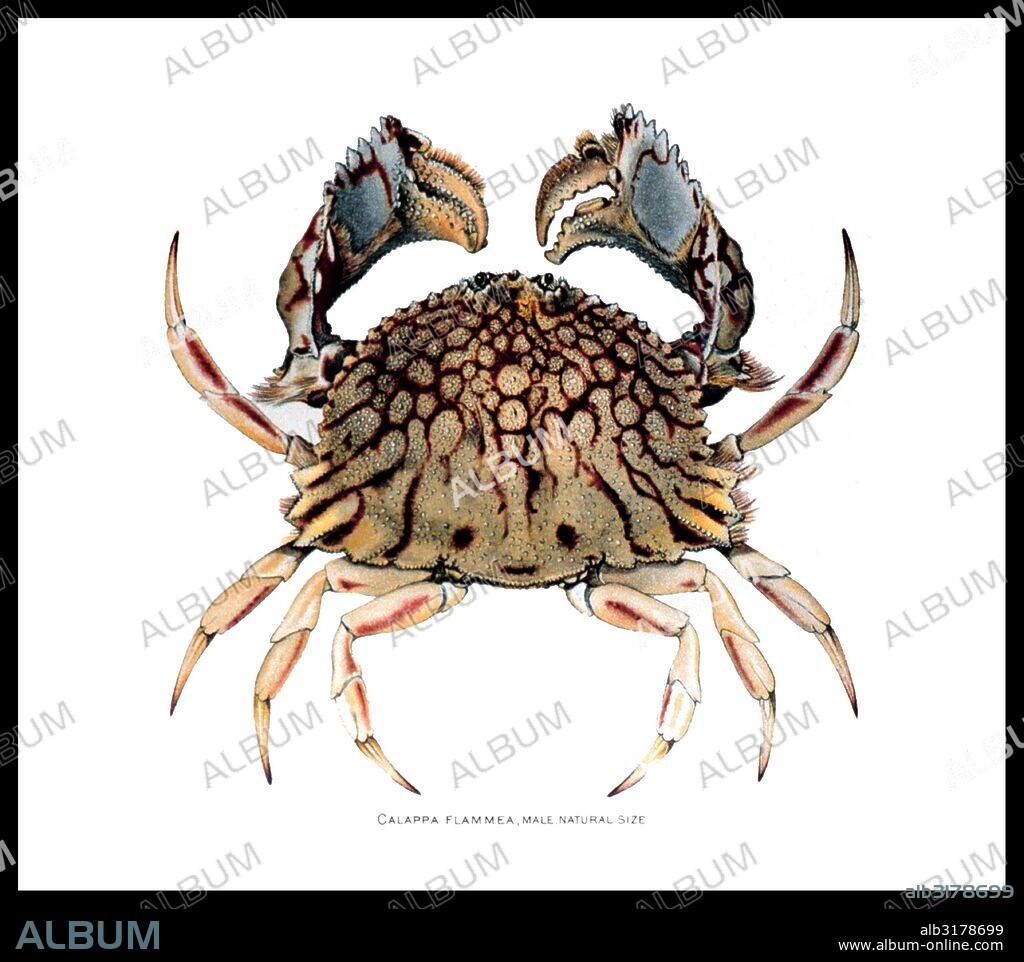 Parapenaeus americanus, female. Calappa flammea, male. In: 'The Brachyura and Macrura of Porto Rico', by Mary J. Rathbun. Bulletin of the United States Fish Commission. Vol. XX. P. 3, Plate II 1900.