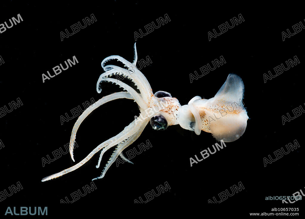 The Sharpear Enope Squid, Ancistrocheirus lesueurii, can be found to depths of 700 meters. The genus is found in all of the world's major oceans. This specimen was trawled from between 600 and 1,000 meters depth, Gulf of Mexico, 2016. Image courtesy of the DEEPEND project.