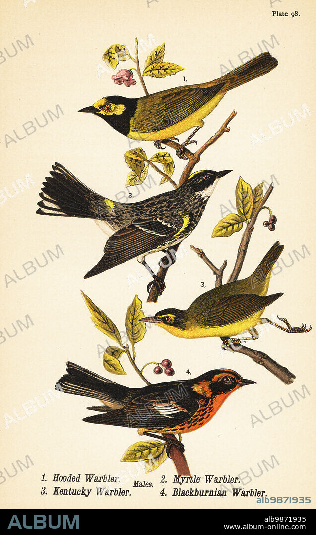 Hooded warbler, Setophaga citrina 1, yellow-rumped warbler, Setophaga coronata 2, Kentucky warbler, Geothlypis formosa 3 and Blackburnian warbler, Setophaga fusca 4. Chromolithograph after an ornithological illustration by John James Audubon from Benjamin Harry Warrens Report on the Birds of Pennsylvania, E.K. Mayers, Harrisburg, 1890.