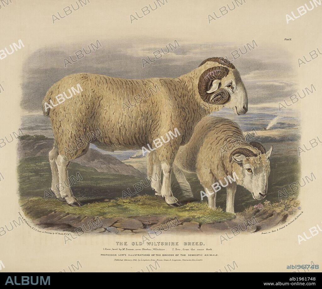 WILLIAM NICHOLSON y DAVID LOW. The old Wiltshire breed. The Breeds of the Domestic Animals ... London, 1842. Source: 578.m.32, plate XI.