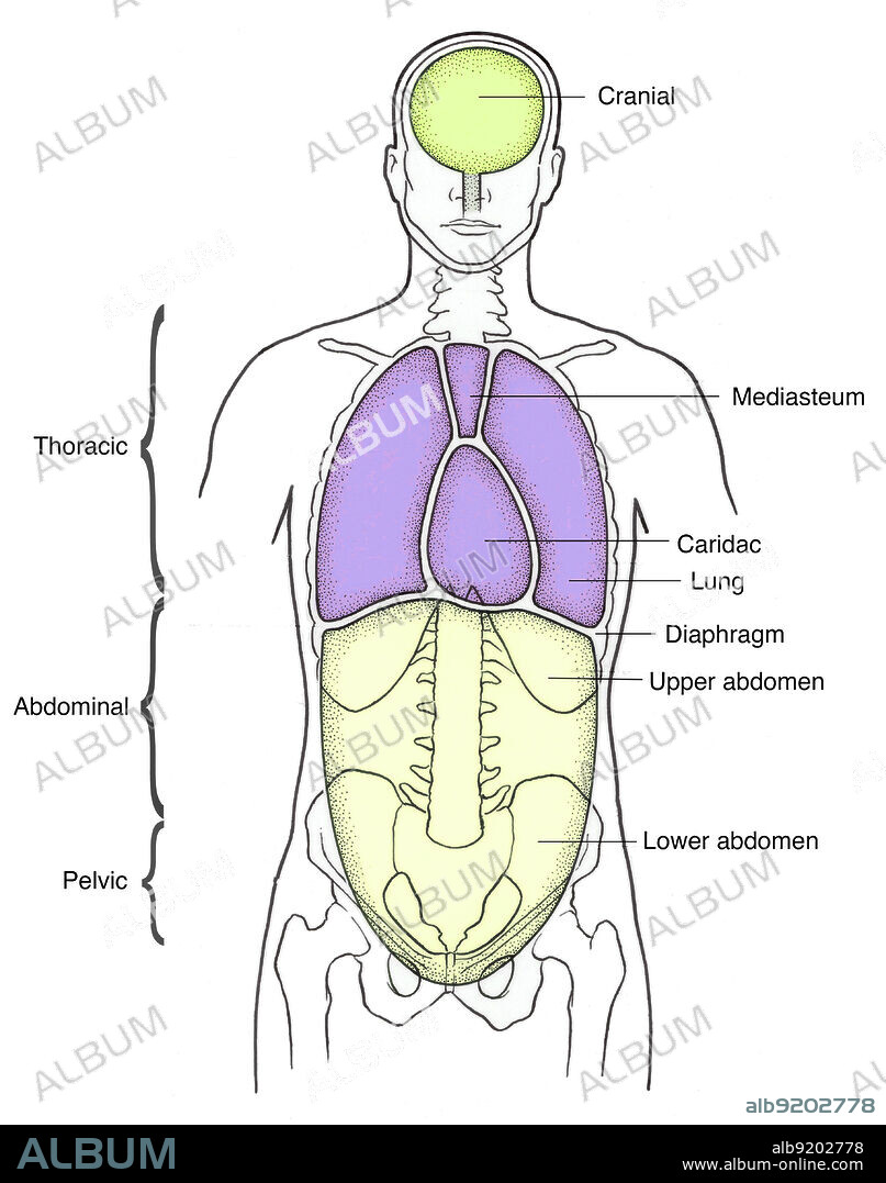 Anatomical illustration of anterior body cavities, including the cranial, thoracic, abdominal, pelvic, lower abdomen, upper abdomen, diaphragm, lung, cardiac, and mediasteum.