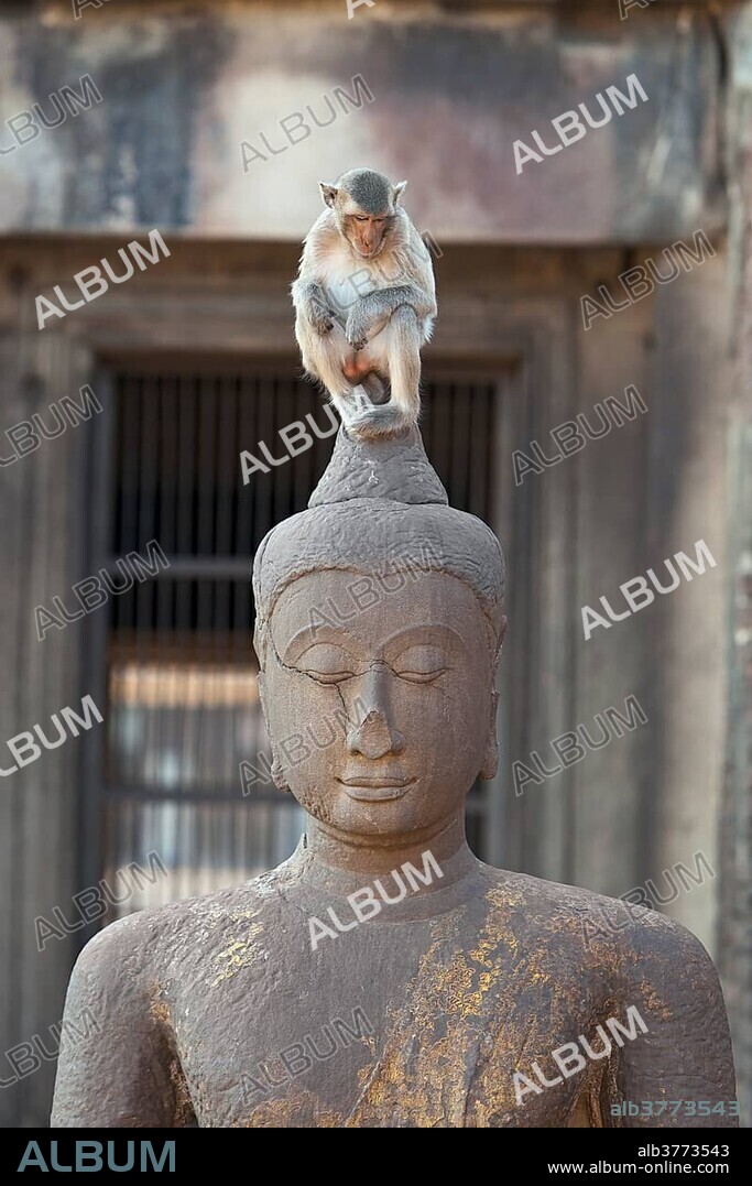 Macaque monkey (Macaca) sitting on top of an ancient Buddha statue at Phra Prang Sam Yot, the Khmer temple in the old town of Lopburi, Central Thailand, Asia.