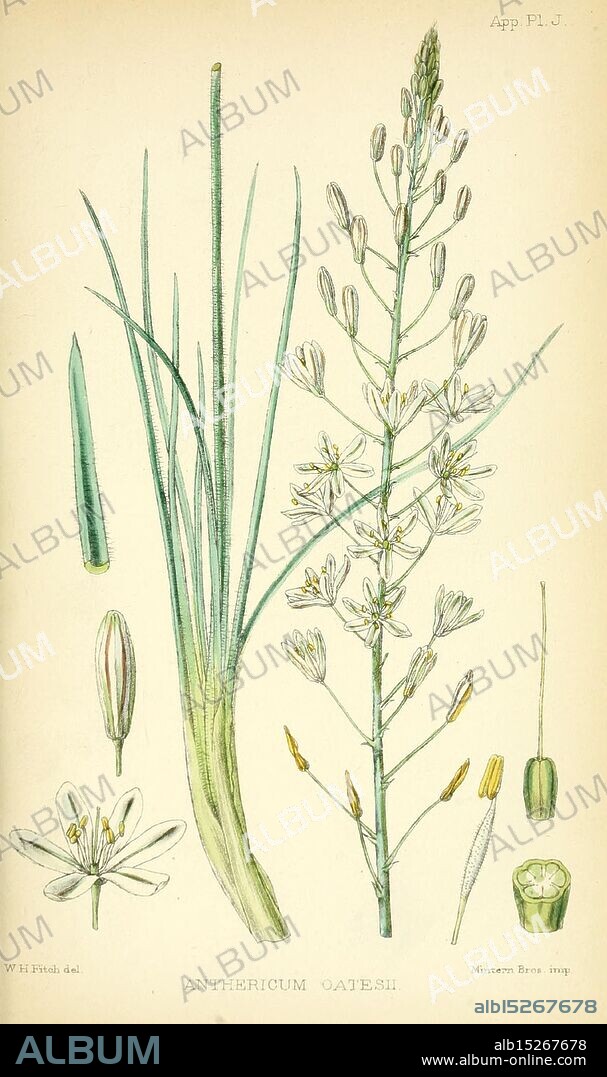 Matabele Land, Victoria Falls, London, C.K. Paul, 1881, birds, description and travel, natural history, South Africa, trachyandra saltii, The illustration features Anthericum gatense, showcasing its detailed botanical characteristics. On the left side, elongated, slender leaves are depicted, exhibiting a sharp texture and varied lengths. The central stem appears upright, adorned with clusters of small, star-shaped flowers that have six delicate petals, all positioned above the foliage. Each flower is intricately illustrated with fine lines indicating depth and texture. Accompanying the main bloom, additional elements include a closed flower bud and a cross-section revealing the internal structure of a flower, emphasizing its reproductive features. The overall composition highlights the intricate beauty and complexity of this plant species, providing both visual appeal and anatomical insight.