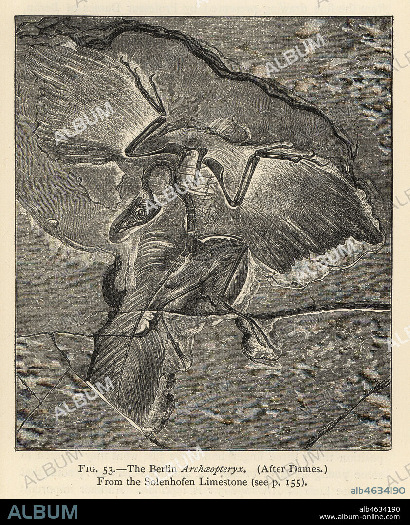 The Berlin Archaeopteryx siemensii (Archaeopteryx lithographica) from the Solenhofen Limestone. After Wilhelm Dames. Engraving from Henry Neville Hutchinsons Creatures of Other Days, Popular Studies in Palaeontology, Chapman and Hall, London, 1896.