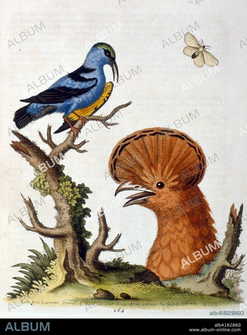 Watercolour illustration from a book of rare birds by G Edwards 1750. George Edwards (1694-1773) was a British naturalist and ornithologist. He travelled extensively through Europe, studying natural history and birds in particular. He gained some recognition for his coloured drawings, and published his first work in 1743-the first volume of A Natural History of Uncommon Birds.