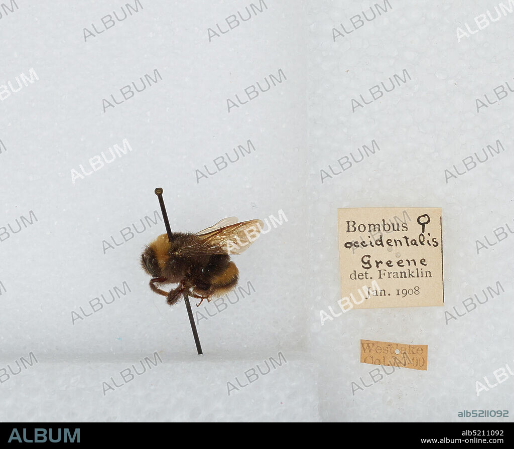 Westlake, Broomfield, Colorado, United States, Bombus (Bombus) occidentalis Greene, Animalia, Arthropoda, Insecta, Hymenoptera, Apidae, Apinae.