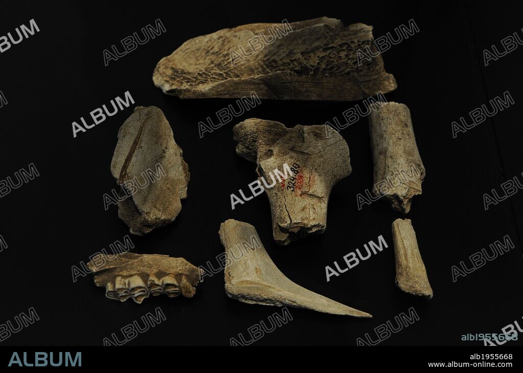 Tools of flint and animal bones. Performed by Homo sapiens (Cro-Magnon). Upper Paleolithic. National Museum of Denmark. Copenhagen. Denmark.