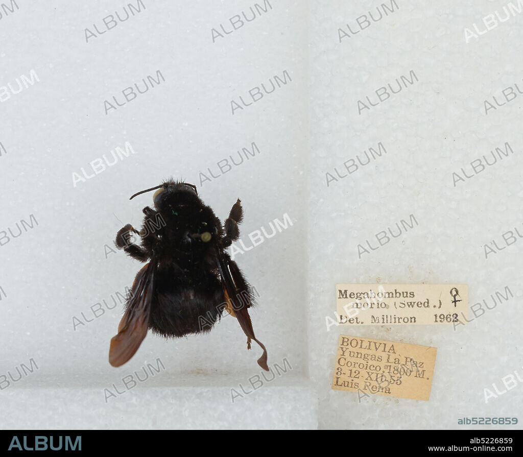 Coroico, Nor Yungas, La Paz, Bolivia, Bombus (Fervidobombus) morio (Swederus), Animalia, Arthropoda, Insecta, Hymenoptera, Apidae, Apinae.