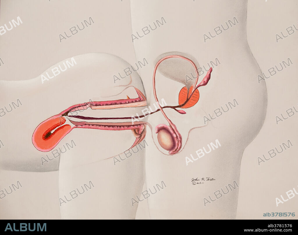 Diagram showing approximate anatomy of rear entry position of sexual intercourse.