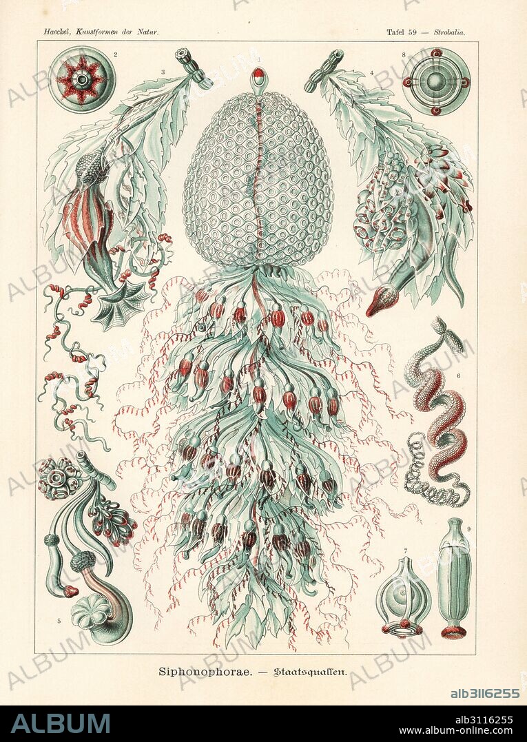 Siphonophora jellyfish colony. Forskalia species (Strobalia cupola), colony, gas bladder, polyp, medusa, tentacle, etc. Chromolithograph by Adolf Glitsch from an illustration by Ernst Haeckel from Art Forms in Nature, Kunstformen der Natur, Liepzig, Germany, 1904.