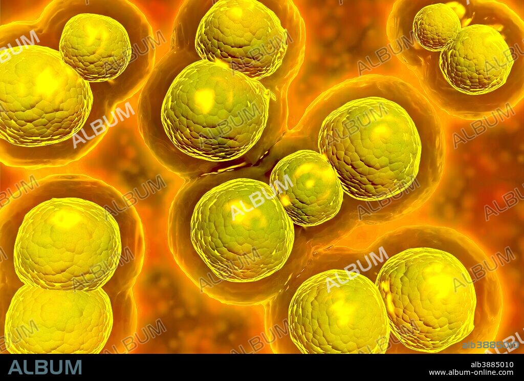 Microscopic view of chlamydia. Chlamydia is a common sexually transmitted disease (STD) caused by a bacterium.