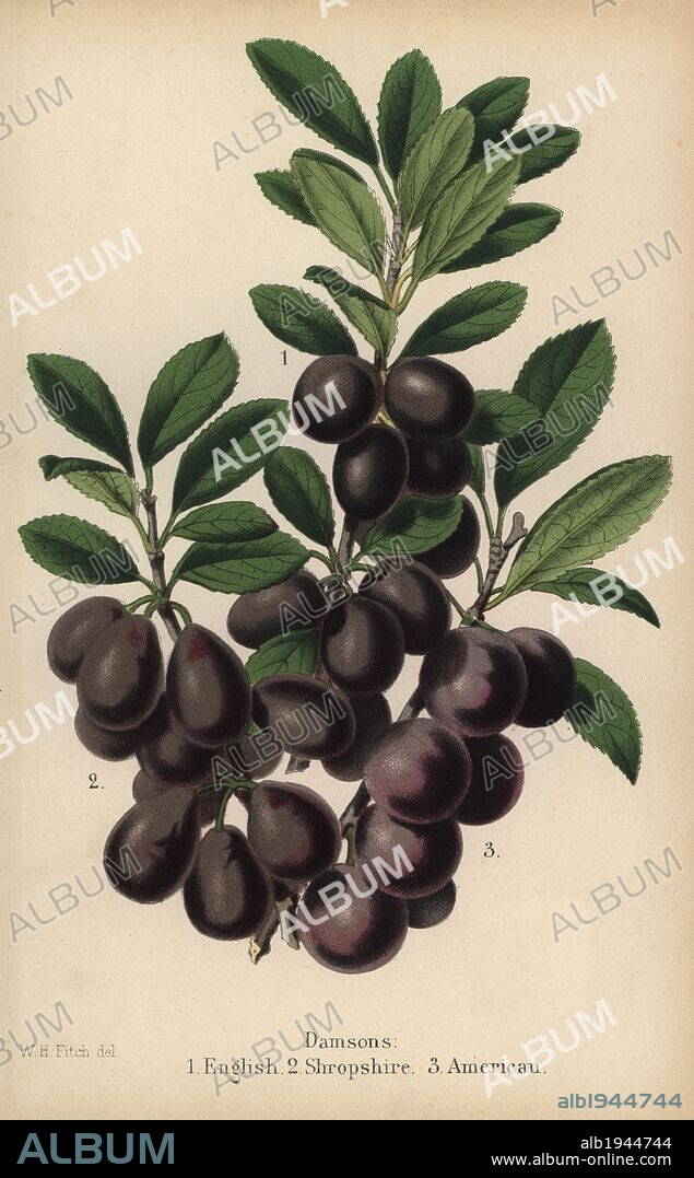 Damson plum varieties: English, Shropshire and American, Prunus insititia. Drawn by Walter Hood Fitch, Chromolithograph from "The Florist and Pomologist" Robert Hogg, London, published from 1878 to 1884. 251 hand-coloured and chromolithographic plates of fruit and flowers. Drawn by Walter Hood Fitch, Miss E. Regel, and J.L. Macfarlane, lithographed by G. Severeyns and Stroobant, Belgium.