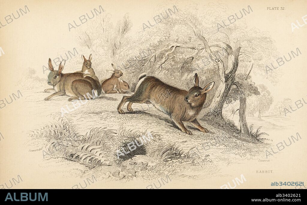European rabbit, Oryctolagus cuniculus (Rabbit or burrowing hare, Lepus cuniculus). Handcoloured steel engraving by Lizars after an illustration by James Stewart from William Jardine's Naturalist's Library, Edinburgh, 1836.