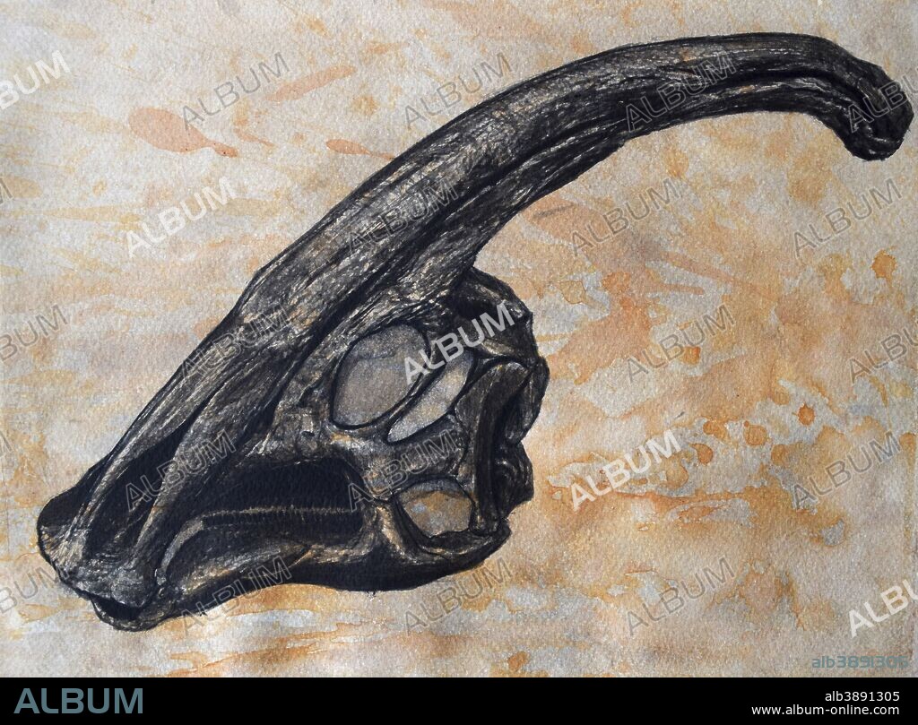 Parasaurolophus walkerii dinosaur skull on textured background.