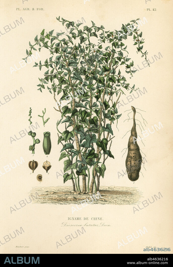 Chinese yam or cinnamon-vine, Dioscorea polystachya, Dioscorea batatas, Igname de Chine, Handcoloured steel engraving by Oudet after a botanical illustration by Edouard Maubert from Pierre Oscar Reveil, A. Dupuis, Fr. Gerard and Francois Herincqs La Regne Vegetal: Planets Agricoles et Forestieres, L. Guerin, Paris, 1864-1871.