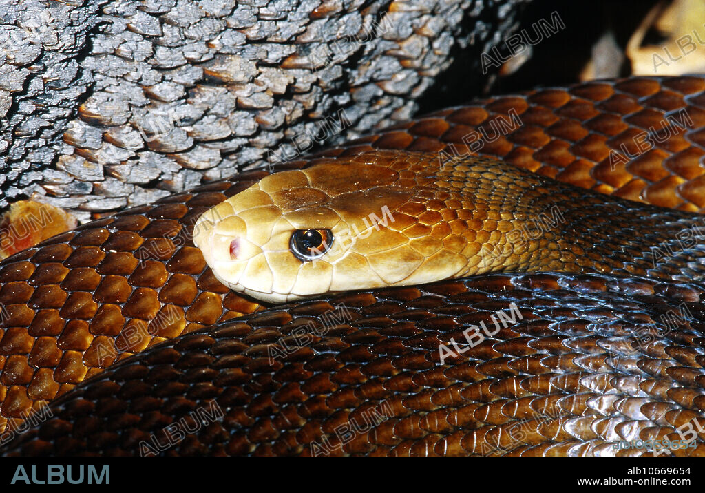 Coastal Taipan (Oxyuranus scutellatus), large and highly dangerous Elapid snake from Eastern and Central Australia.
