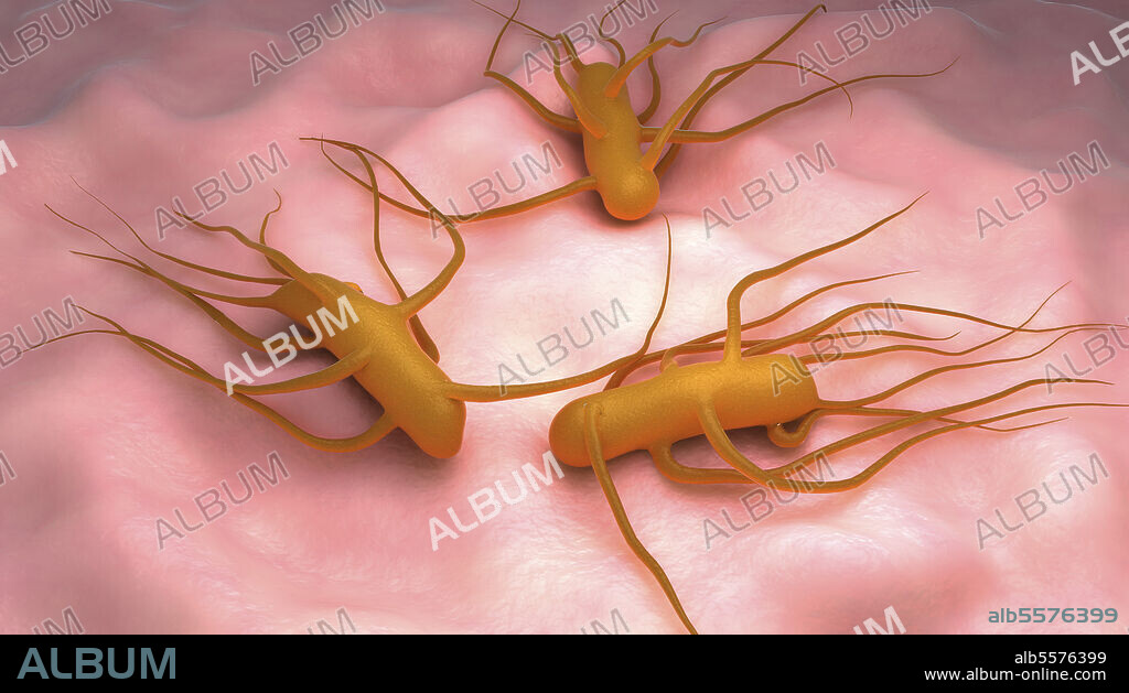 Conceptual biomedical illustration of the bacteria Salmonella Typhi, which causes typhoid fever.
