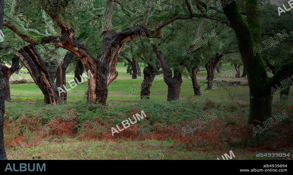 DEHESA, EL BOSQUE DEL LINCE IBÉRICO, 2020, dirigida por JOAQUIN GUTIERREZ ACHA. Copyright UKBAR FILMES/WANDA VISION / LORA, JOSÉ RAMÓN.