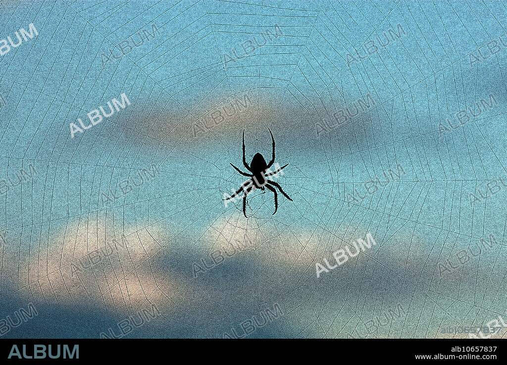 Hendersonville, NC. Neoscona crucifera orb-weaver spider in web against sky.
