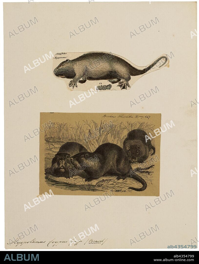 Myopotamus coypus, Print, The coypu, also known as the nutria, is a large, herbivorous, semiaquatic rodent. Classified for a long time as the only member of the family Myocastoridae. Myocastor is actually nested within Echimyidae, the family of the spiny rats. The coypu lives in burrows alongside stretches of water, and feeds on river plant stems. Originally native to subtropical and temperate South America, it has since been introduced to North America, Europe, Asia, and Africa, primarily by fur farmers. Although it is still hunted and trapped for its fur in some regions, its destructive burrowing and feeding habits often bring it into conflict with humans, and it is considered an invasive species., 1700-1880.