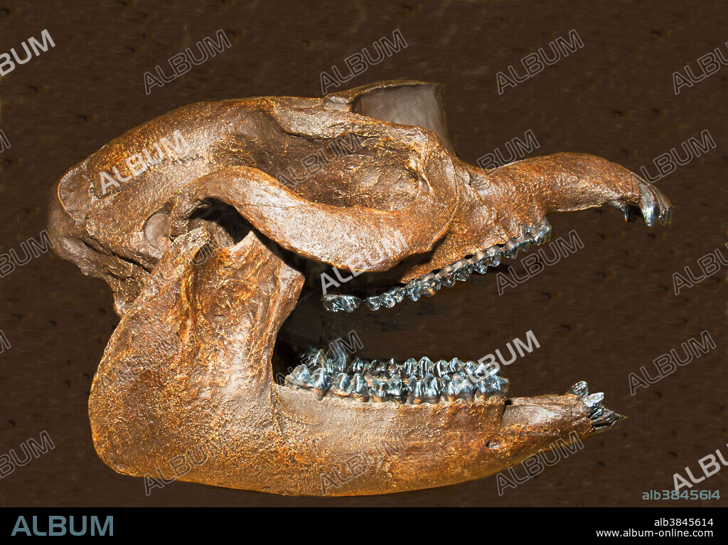Giant tapir Skull Fossil