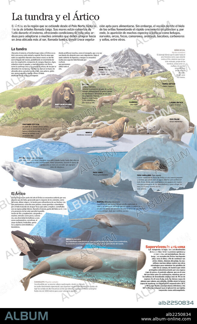 The tundra and the Arctic. Infographic of the Arctic habitat, the tundra, and the animal species that live in both, depending on the time of year.