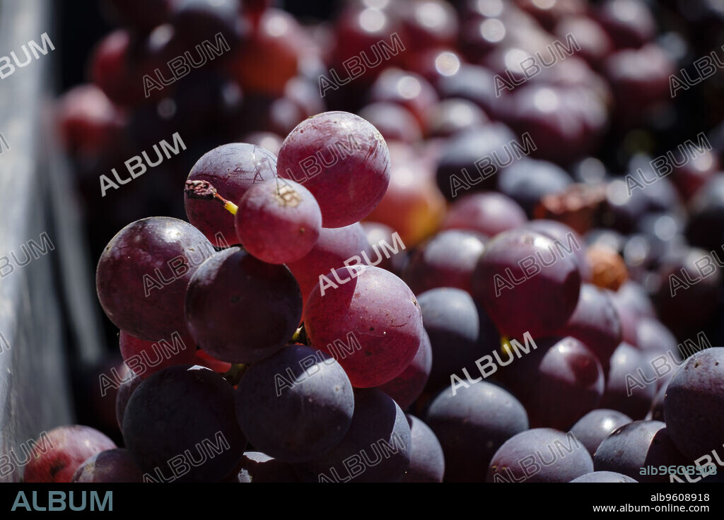 uva Callet, viña des pou de Sa Carrera, Celler Mesquida-Mora, Porreres, Mallorca, balearic islands, Spain.