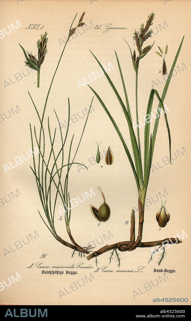 Dolchspitzige Segge und Sand-Segge, A: Carex mucronata Gaudin - Dagger-tailed Sedge, B: Carex arenaria L. - Sandsegge, Family: 25. Cyperaceae - Ried Grass, Plate 91, after p. 210 (Bd. 1), 1886, Otto Wilhelm Thomé: Prof. Dr. Thomé's Flora von Deutschland, Österreich und der Schweiz in Wort und Bild. Gera-Untermhaus: Verlag von Fr. Eugen Köhler, [1886].