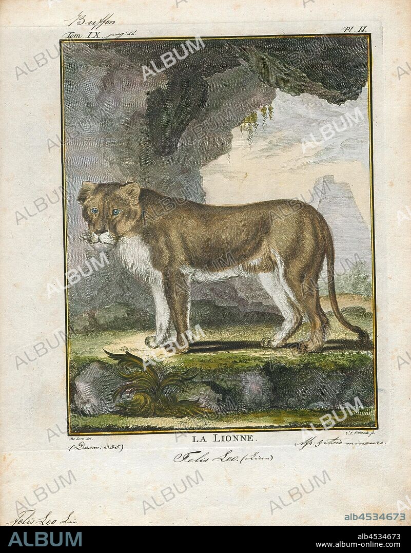 Felis leo, Print, The lion (Panthera leo) is a species in the family Felidae; it is a muscular, deep-chested cat with a short, rounded head, a reduced neck and round ears, and a hairy tuft at the end of its tail. It is sexually dimorphic; male lions have a prominent mane, which is the most recognisable feature of the species. With a typical head-to-body length of 184–208 cm (72–82 in) they are larger than females at 160–184 cm (63–72 in). It is a social species, forming groups called prides. A lion pride consists of a few adult males, related females and cubs. Groups of female lions usually hunt together, preying mostly on large ungulates. The lion is an apex and keystone predator, although some lions scavenge when opportunities occur and have been known to hunt humans, although the species typically does not., 1700-1880.