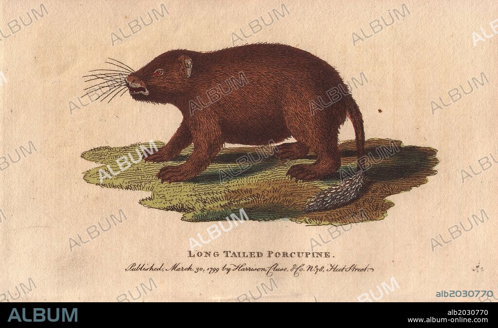 Long tailed porcupine. . Trichys fasciculata. . "Travellers and naturalists, says Buffon, have attributed to the porcupine the property of darting its quills to a distance, and with such force as to inflict deep wounds. Some tell us that they have been wounded by these darts. others affirm that the quills are discharged with such violence as to pierce a plank at the distance of several paces.". . Handcoloured copperplate engraving from "The Naturalist's Pocket Magazine; or, Complete Cabinet of the Curiosities and Beauties of Nature" (1798~1802) published by Harrison, London.