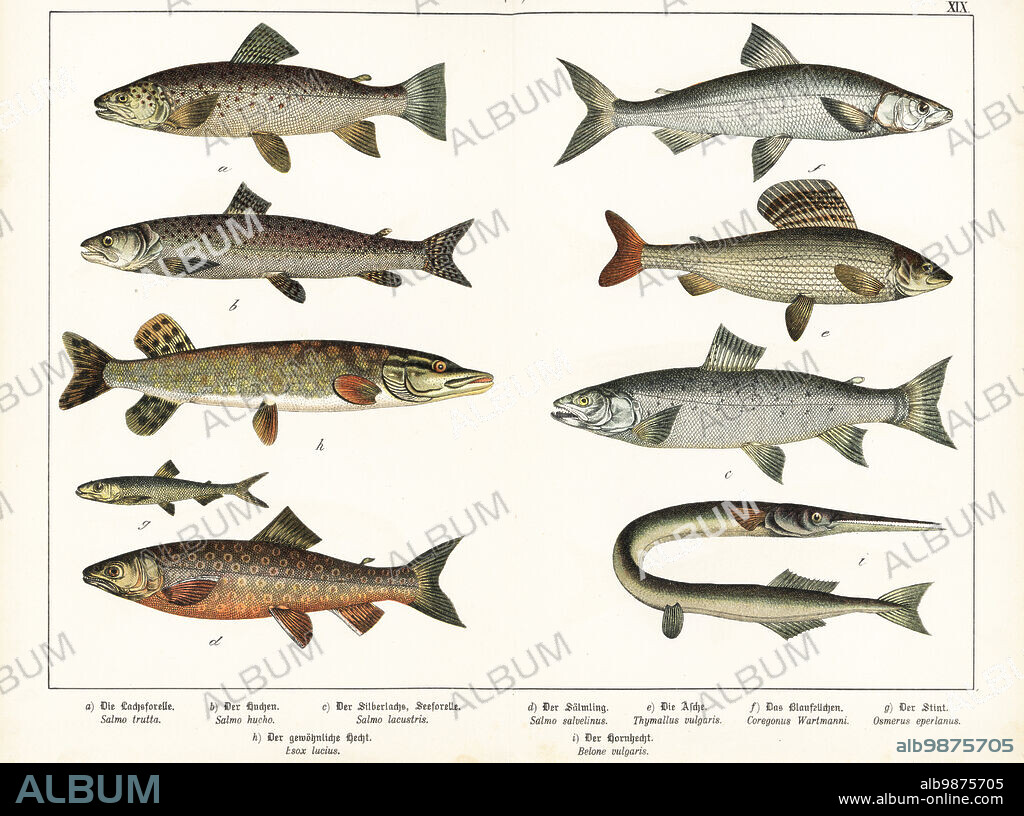 Brown trout, Salmo trutta a,c, endangered huchen, Hucho hucho b, lake char, Salvelinus umbla d, grayling, Thymallus thymallus e, whitefish, Coregonus wartmanni f, smelt, Osmerus eperlanus g, northern pike, Esox lucius h, and garpike, Belone belone i. Chromolithograph from Gotthilf Heinrich von Schubert's Natural History of Animal Kingdoms for School and Home (Naturgeschichte des Tierreichs fur Schule und Haus), Schreiber, Munich, 1886.
