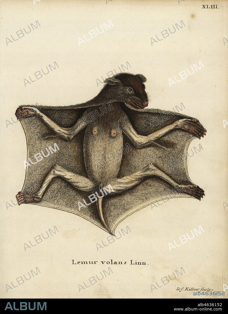 Philippine flying lemur, Cynocephalus volans. Lemur volans Linn. Handcoloured copperplate engraving by Joseph Kellner from Johann Christian Daniel Schreber's Animal Illustrations after Nature, or Schreber's Fantastic Animals, Erlangen, Germany, 1775.