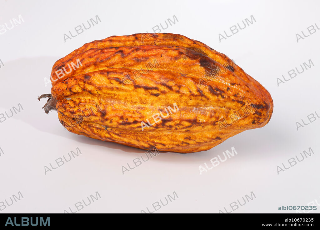 Cocoa pod (Theobroma cacao). This is the fruit of the cocoa, or cacao, tree from which cocoa beans are extracted. The leathery yellow pod contains up to 100 beans embedded in a soft pulp. These are dried, roasted and ground to produce cocoa powder, which is then used to make chocolate.