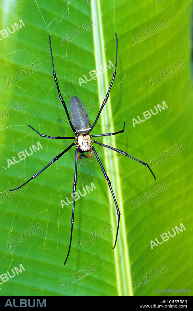Golden Orb Weaver Spider (Nephila sp.), one of the world's largest spiders. The female is many times larger than the male. Her venom is not particularly dangerous to humans.