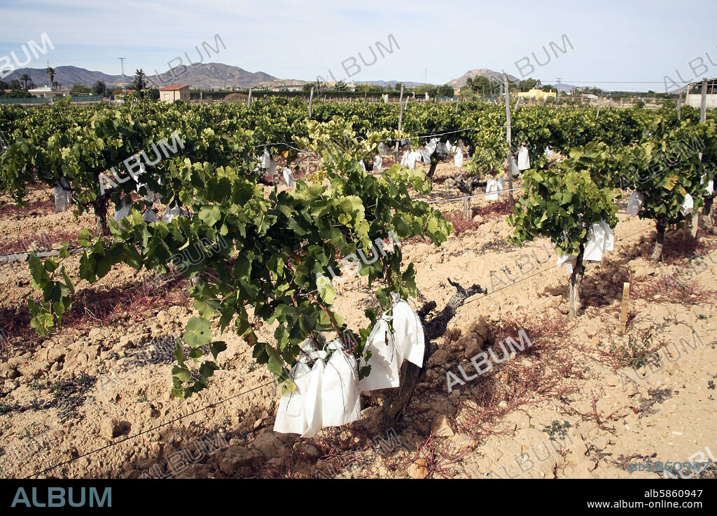 Cerca de Novelda; cultivo de uvas variedad "Aledo" para celebrar el "Año Nuevo" (se cubren con bolsas que retrasan su maduración).