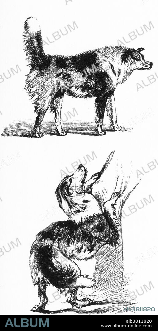 The Expression of the Emotions in Man and Animals by Charles Darwin was published in 1872. Darwin's book is among the most enduring contributions from 19th century psychology. It deals almost entirely with emotional display, but assumes a great deal about the nature of what is being displayed.  Although premised on an unsupportable interpretation of the nature of "expression," it is this idea that permeates the majority of work on emotional experience within psychology. The Expression of the Emotions is an important landmark in the history of book illustration. The top illustration is captioned, 'Half-bred Shepherd dog approaching another dog with hostile imtentions." The bottom illustration is captioned. 'The same caressing his master." Both were drawn by A. May.