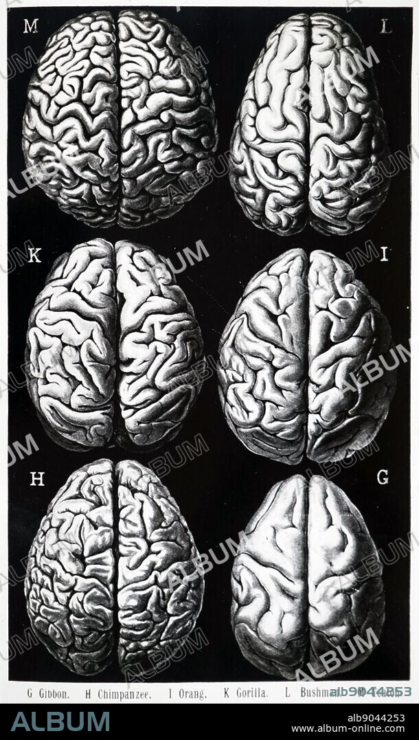 Mamalian brains.