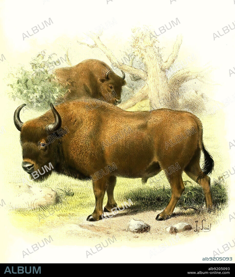 Wisent oder Europäische Bison, Bos bonasus, Bison bonasus, Historisch, digital restaurierte Reproduktion einer Vorlage aus dem 19. Jahrhundert / European bison, Bison bonasus, the European wood bison, also known as the Wisent, historical, digital improved reproduction of an original from the 19th century.