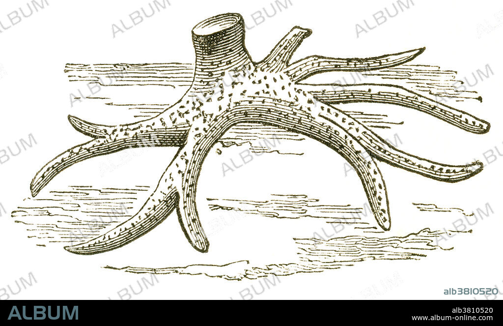 Stigmaria from the Carboniferous Period. Stigmaria are branching tree root fossils, usually from Sigillaria or Lepidodendron plants. The term stigmaria is a form taxon, identifying the shape of the fossil, but not the species. Illustration from Louis Figuier's The World Before the Deluge, 1867 American edition.