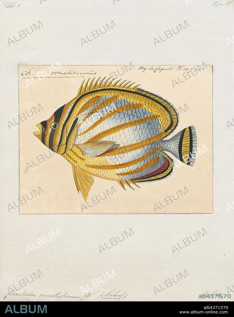Chaetodon ornatissimus, Print, The Ornate Butterflyfish, Chaetodon ornatissimus, is a species of butterflyfish (family Chaetodontidae). The Ornate Butterflyfish is widespread throughout the tropical waters of the Indo-Pacific area., 1700-1880.