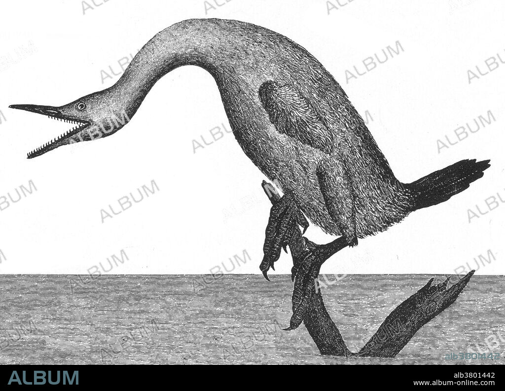 Hesperornis is a genus of flightless aquatic birds that spanned the first half of the Campanian age of the Late Cretaceous period (83-78 million years ago). One of the lesser-known discoveries of the paleontologist O. C. Marsh in the late 19th century Bone Wars, it was an important early find in the history of avian paleontology. Famous locations for Hesperornis fossils are the Late Cretaceous marine limestones from Kansas and the marine shales from Canada. Nine species are recognized, eight of which have been recovered from rocks in North America and one from Russia.